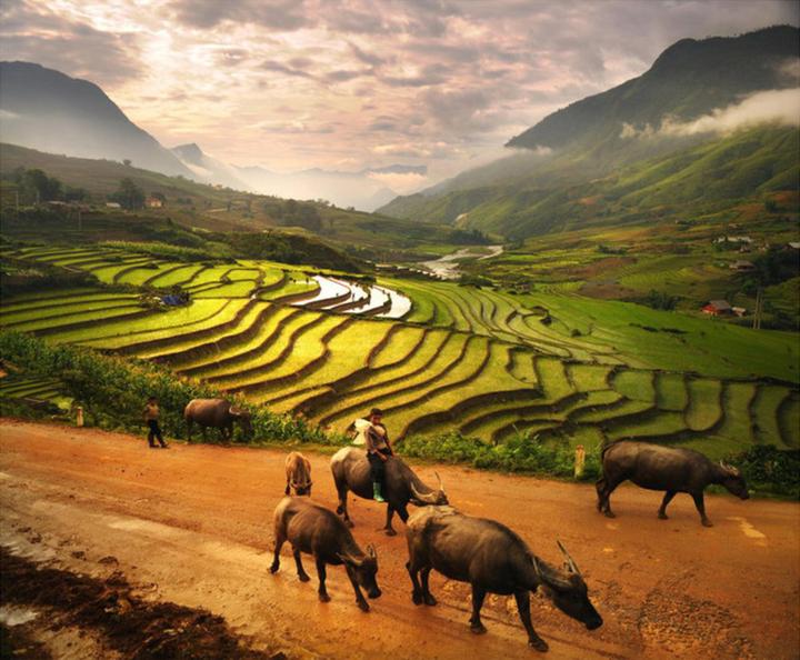 Bonobo: Nguồn Gốc Tiến Hóa Của Ngôn Ngữ Con Người?